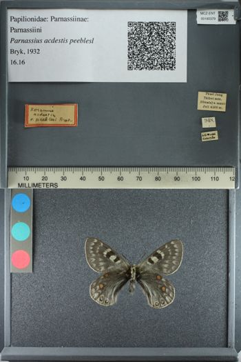 Media type: image;   Entomology 180379